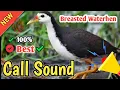 Download Lagu Dak pakhir dak.suara ruak ruak.Waterhen Sound.ডাউক পাখির ডাক | Waterhen Hunting Call