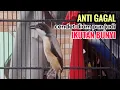 Lagu Suara Cendet Gacor Toet toet Efektif Anti Gagal Bikin Cendet Malas pun Langsung Nyaut Bunyi Seketika