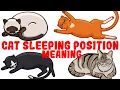 What Your Cat s Sleeping Position Reveals About Their Health and Personality