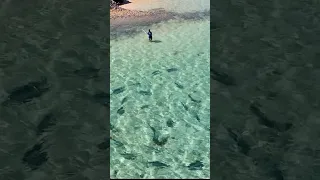 Trying To Hand Spear GIANT Fish!