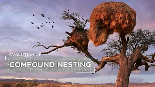 how weaver birds evolved to build huge nests