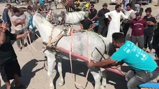 جوبة بغداد للخيول الأورفلي مدينة الصدر تجربة قوة الخيل دندنها