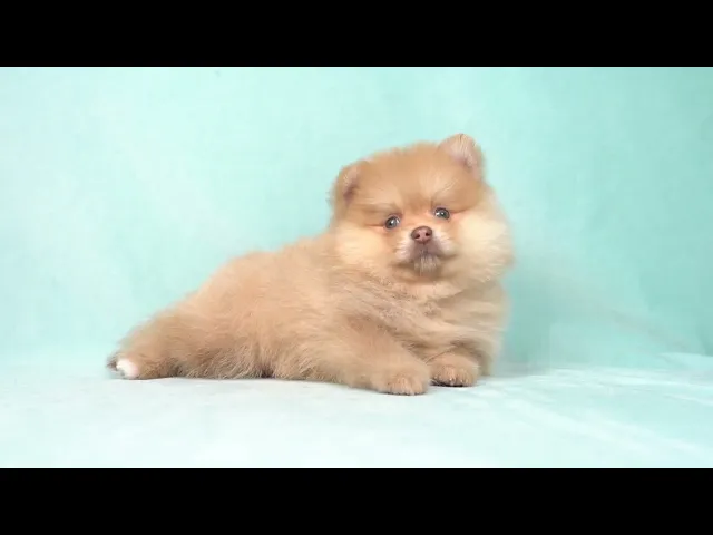 動画