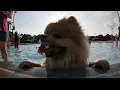 Dogs splash chill at Olathe pool party