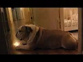 Dog Faced the Laundry Room for 19 Nights Then Woke His Owner 7 Seconds Before Danger