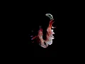 Sub Focus - I Found You ft. Hayla (Visualiser)