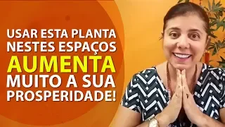 Feng Shui | Use esta planta para aumentar muito  a sua Prosperidade!