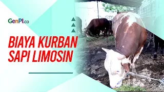 Beda Sapi Bali dan Limosin, Wajib Paham Sebelum Berkurban