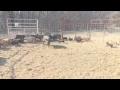 51 feral hogs captured in a JagerPro Hog Trap