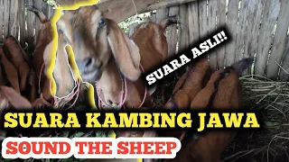Download SUARA KAMBING JAWA MP3