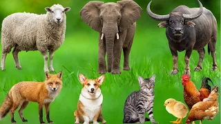 Adorable moments of farm animals: Cows, chickens, dogs, cats, sheep, goats, rabbits - Animal sounds