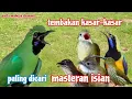Download Lagu Masteran Cucak ijo Tembakan Kasar - Materi Isian Mewah
