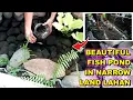 Download Lagu MAKE A SIMPLE FISH POOL FROM USED PLASTIC