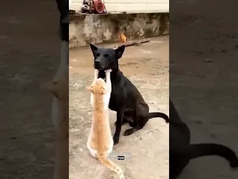 Animals Being Cute - Ozzy Man Reviews