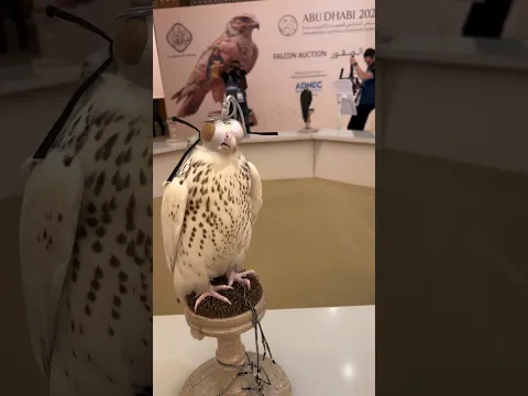 The Sheikh of Dubai keeps pigeons ||#shorts