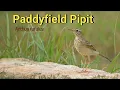 Download Lagu Paddyfield Pipit | Oriental pipit | Nikon D5300 + 70-300mm