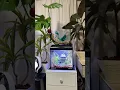 Download Lagu Fish tank Monstera #beegees #monsteraplant #fishtank