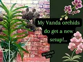 Download Lagu My Vanda orchids do get a new setup!