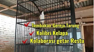 Download Kumpulan Video Burung Cendet Tembakan Kasar - Kasar MP3