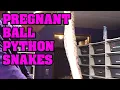 Building Ovulation Is my ball python GRAVID What should I look for