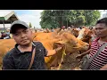 Download Lagu DARI MADURA BORONG DI PASAR SAPI TUBAN!! MINGGU 17AGUSTUS 2025! #viral #sapi #trending