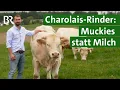 Download Lagu Erfolgreiche Zucht von Charolais-Rindern: Einblicke in einen Familienbetrieb | Unser Land | BR