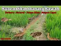 Download Lagu Suara Pikat Semua Jenis Burung Sawah TERBARU 2022