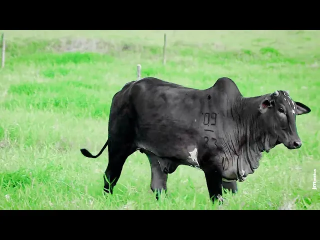 Matriz Nelore FBRA - 172