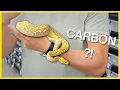 Carbon Ball Python Combo in Thailand SHOCKED Us