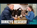 Amazing Rescued Donkeys Trained as Therapy Animals Rescue Vet with Dr Scott