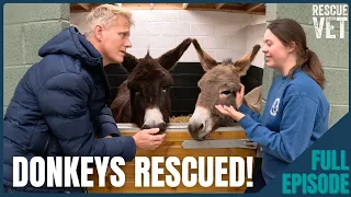 Amazing Rescued Donkeys Trained as Therapy Animals Rescue Vet with Dr Scott