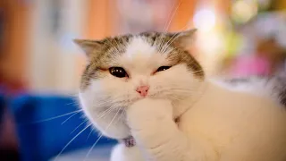 TRY NOT TO LAUGH IMPOSSIBLE CLEAN Funny Animal s - Funny Cats And Dogs 2020 Compilation