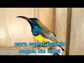 Download Lagu Cara menjinakan burung sogok ontong liar - dengan cepat