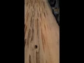 MGP - Pecky Cypress Project