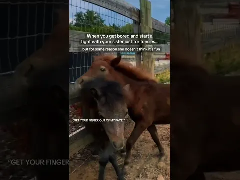 Good luck to Emily in training these two down the line 🤣#katievanslyke #Minihorse #minihorses