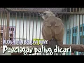 Trucukan muda hutan belajar bunyi PALING DICARI untuk pancingan trucuk ombyokan