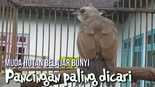trucukan muda hutan belajar bunyi paling dicari untuk pancingan trucuk ombyokan