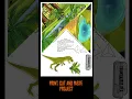Epic Dinosaur Diorama Easy Printable Craft for Kids Class Projects Animated dino