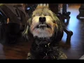 My Dog Can Smile-Butch