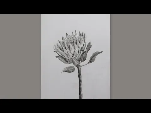 Download MP3 How To Draw A King Protea Flower Step By Step: Pencil Sketch King Protea Flower Drawing