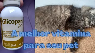 A melhor vitamina para seu gato#vitamina #gatos #glicopanpet