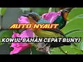 Download Lagu suara pikat kolibri wulung