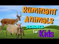 Ruminant Animals Science for Kids