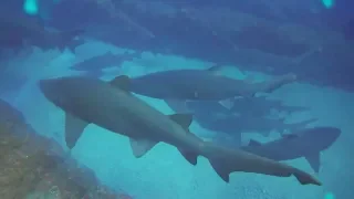 E08 – Diving with the Grey Nurse Sharks, Wolf Rock, Rainbow Beach