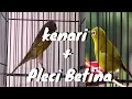 Download Lagu Mungkin Cuma Kebetulan Pleci Saya Nyaut Ngalas Ngotot - Masteran Kenari Konslet Dipadu Pleci Betina