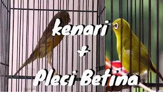 mungkin cuma kebetulan pleci saya nyaut ngalas ngotot masteran kenari konslet dipadu pleci betina