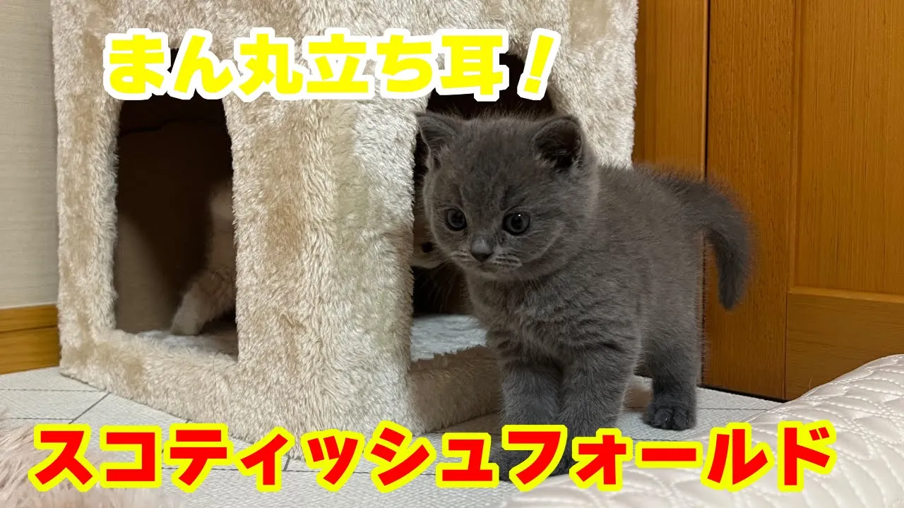 動画