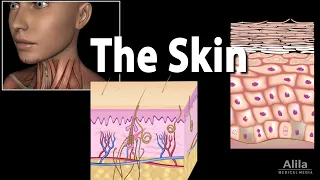 Download Anatomy and Physiology of the Skin, Animation MP3