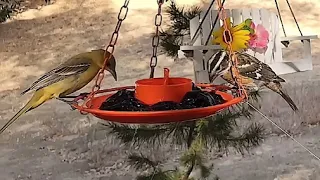 Orioles Grosbeaks Jam-Session Saturday Jelly Feast 9 Species LIVE STREAM REPLAY