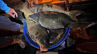 These Fish cause MILLIONS of Dollars of Damage